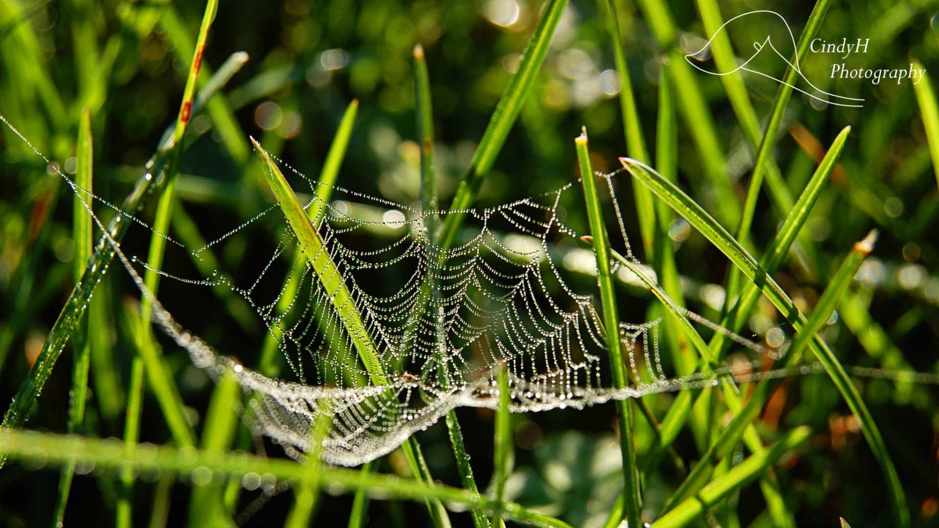 macro insecte nature araignée rosée herbe piège à l extérieur flore arachnide feuille toile d araignée été jardin toile d araignée la faune gros plan animal environnement petit