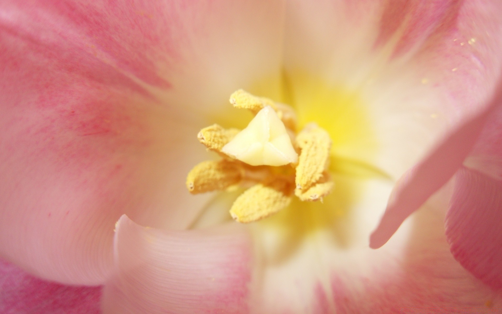 macro flower nature flora petal garden floral beautiful blooming bright color leaf delicate close-up summer tulip pollen lily close tropical