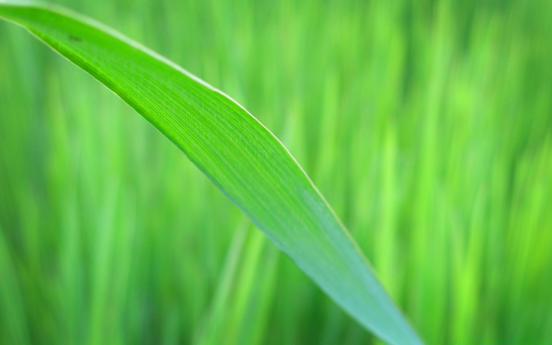 makroaufnahme wachstum blatt flora gras üppig klinge umwelt ökologie garten tau natur rasen sommer feld umwelt morgendämmerung heuhaufen