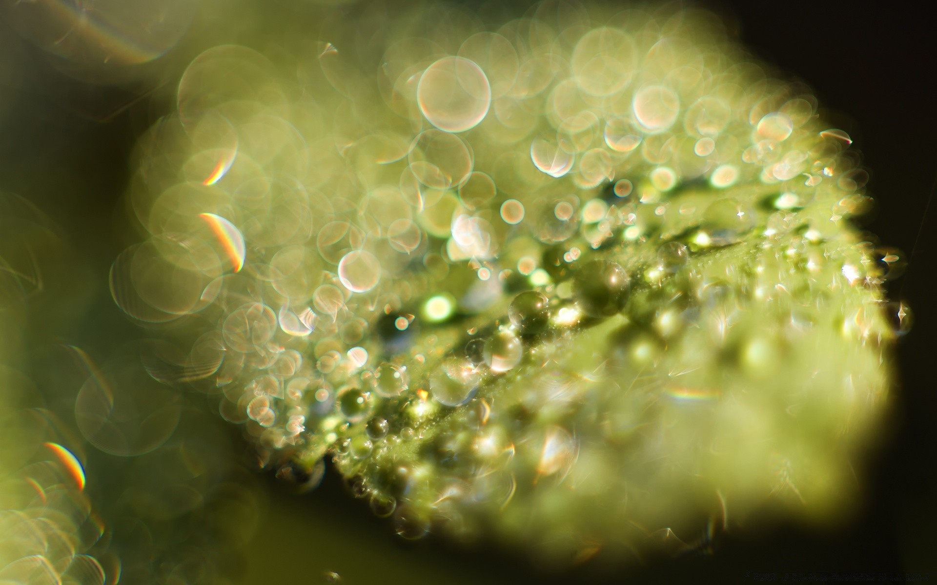 macro desktop bubble abstract drop light color underwater water blur rain nature texture