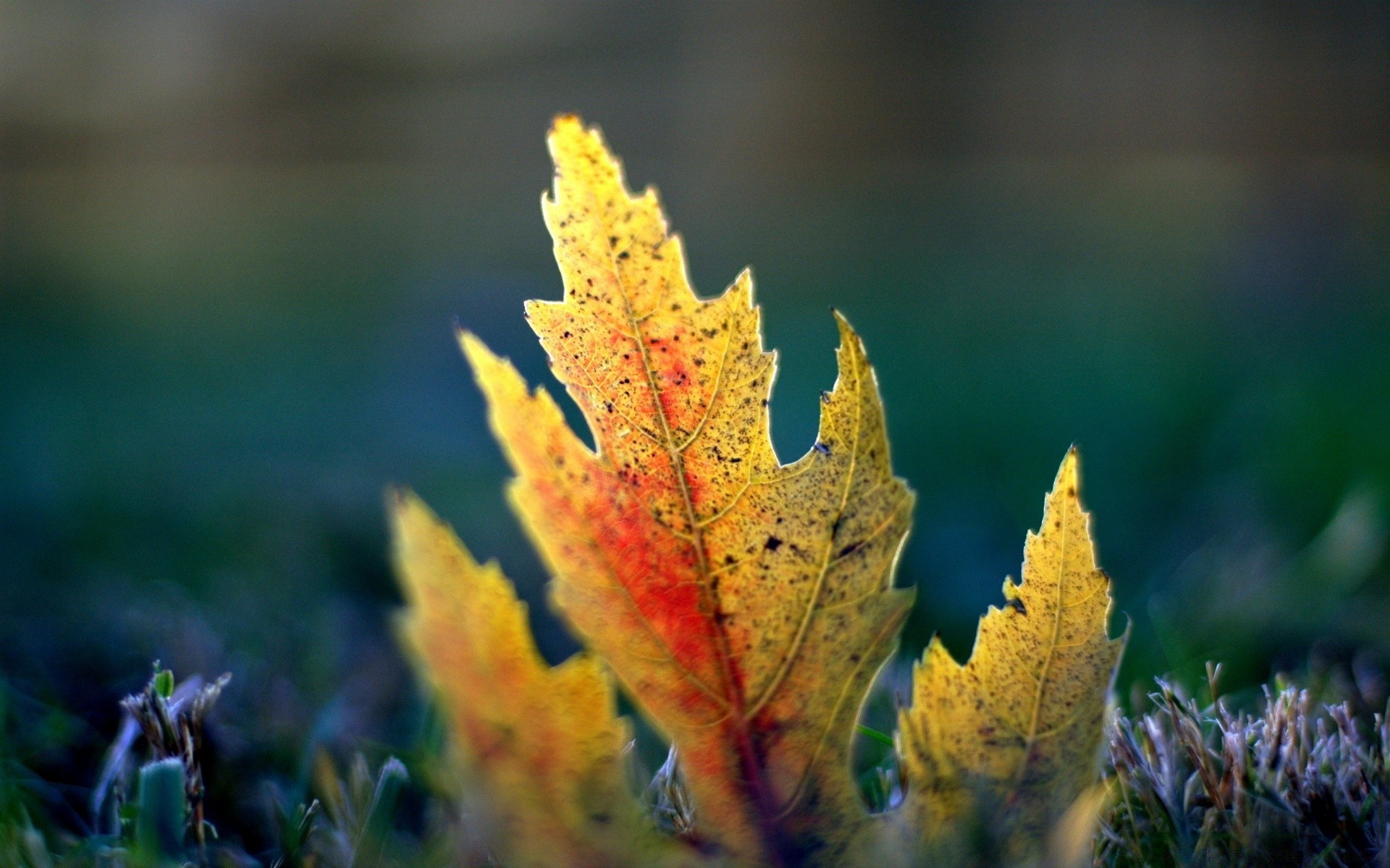 makroaufnahme herbst blatt natur im freien holz holz hell flora ahorn jahreszeit farbe gras gutes wetter filiale park