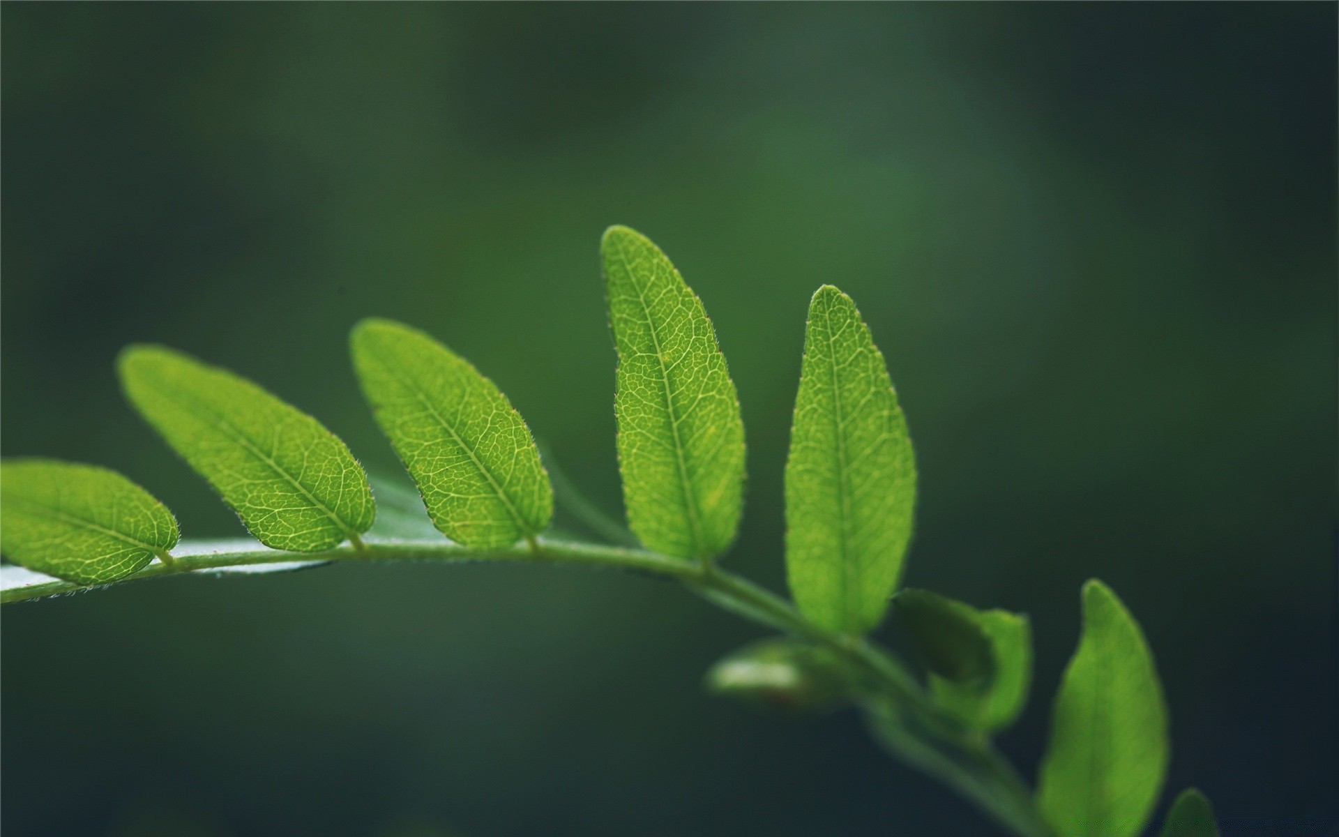 macro feuille flore croissance pluie nature rosée environnement chute jardin flou luxuriante écologie été germer gros plan dof environnement arbre à l extérieur