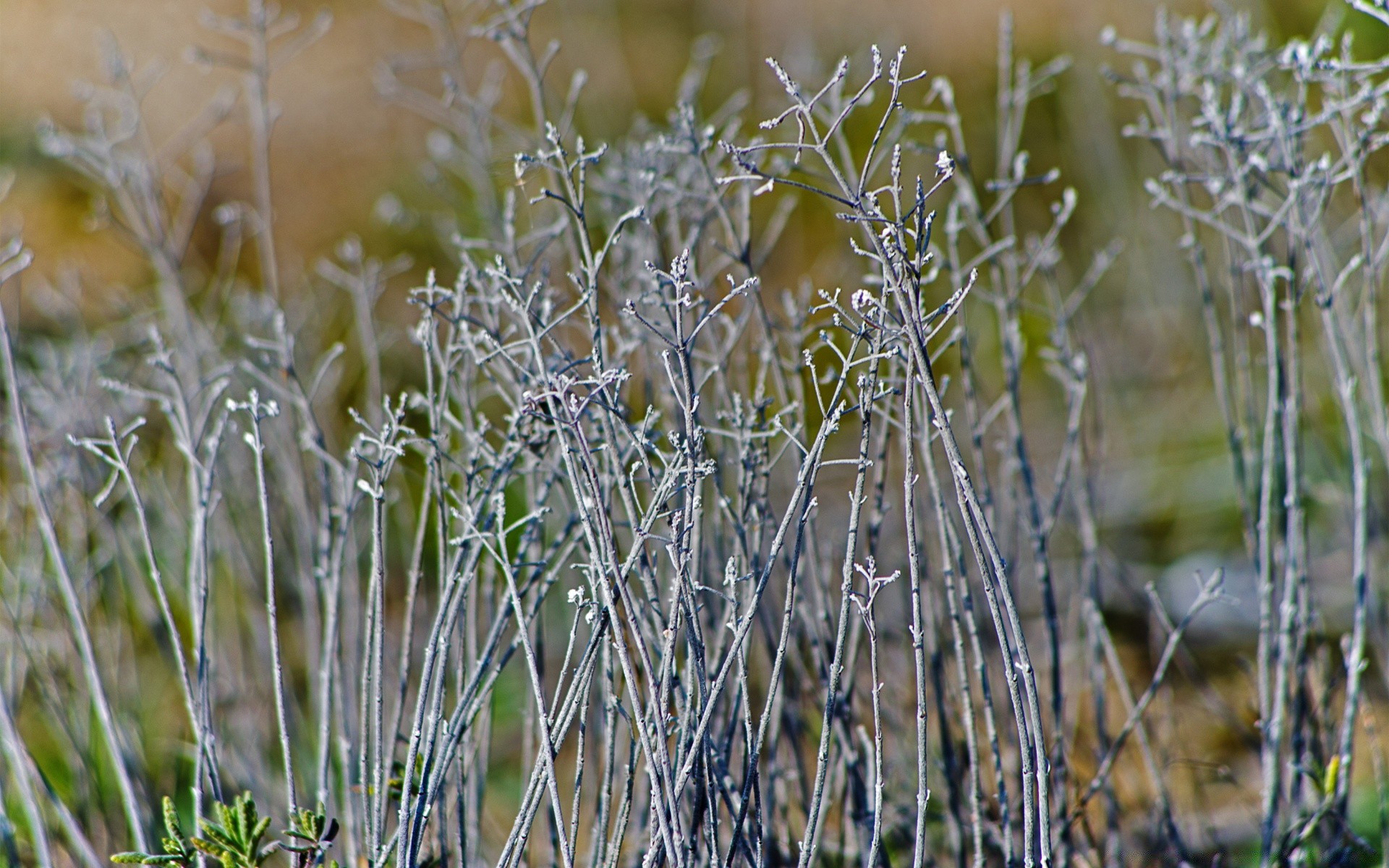 macro natura erba all aperto gelo flora stagione campo rurale foglia inverno estate bel tempo crescita giardino close-up ambiente desktop freddo legno