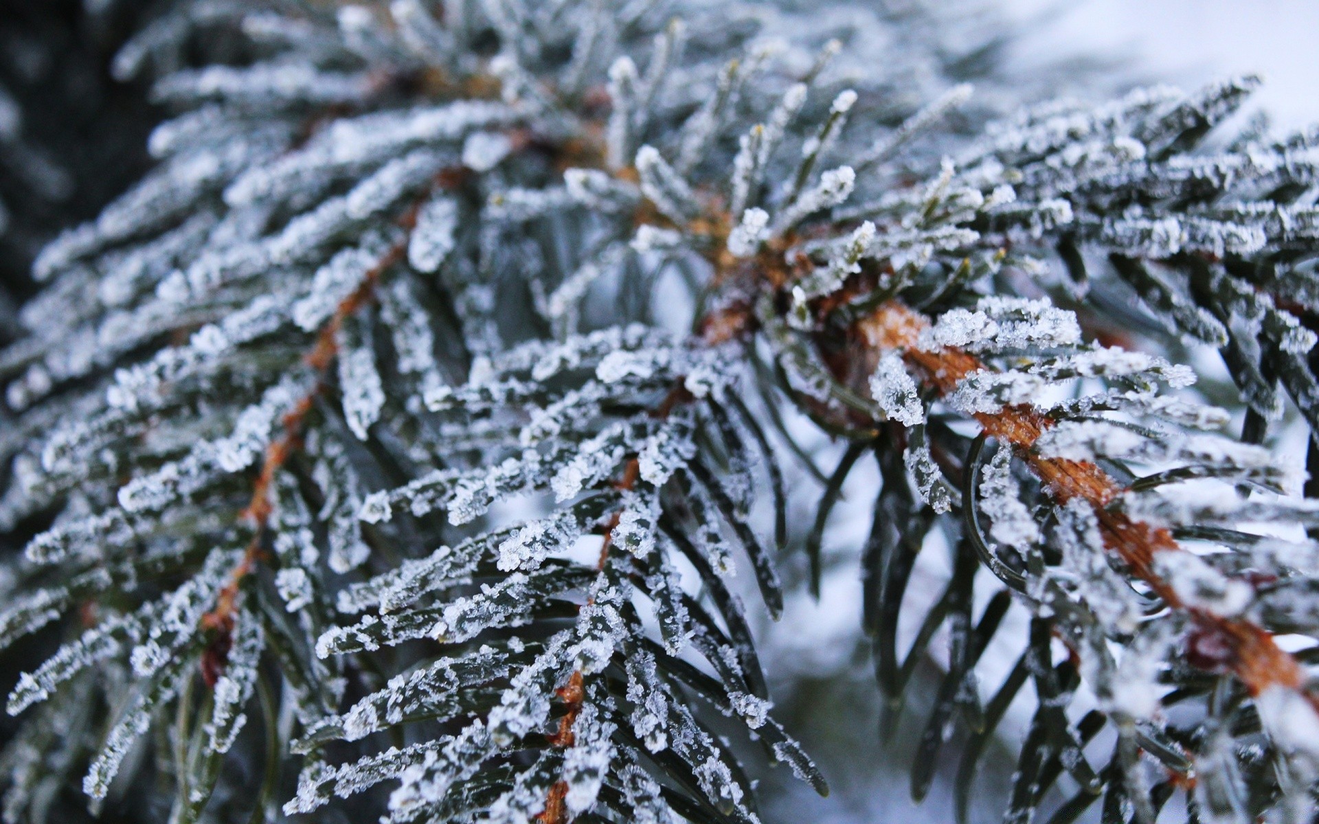 macro winter frost snow christmas tree frozen cold season snowflake evergreen nature ice pine branch frosty outdoors weather needle