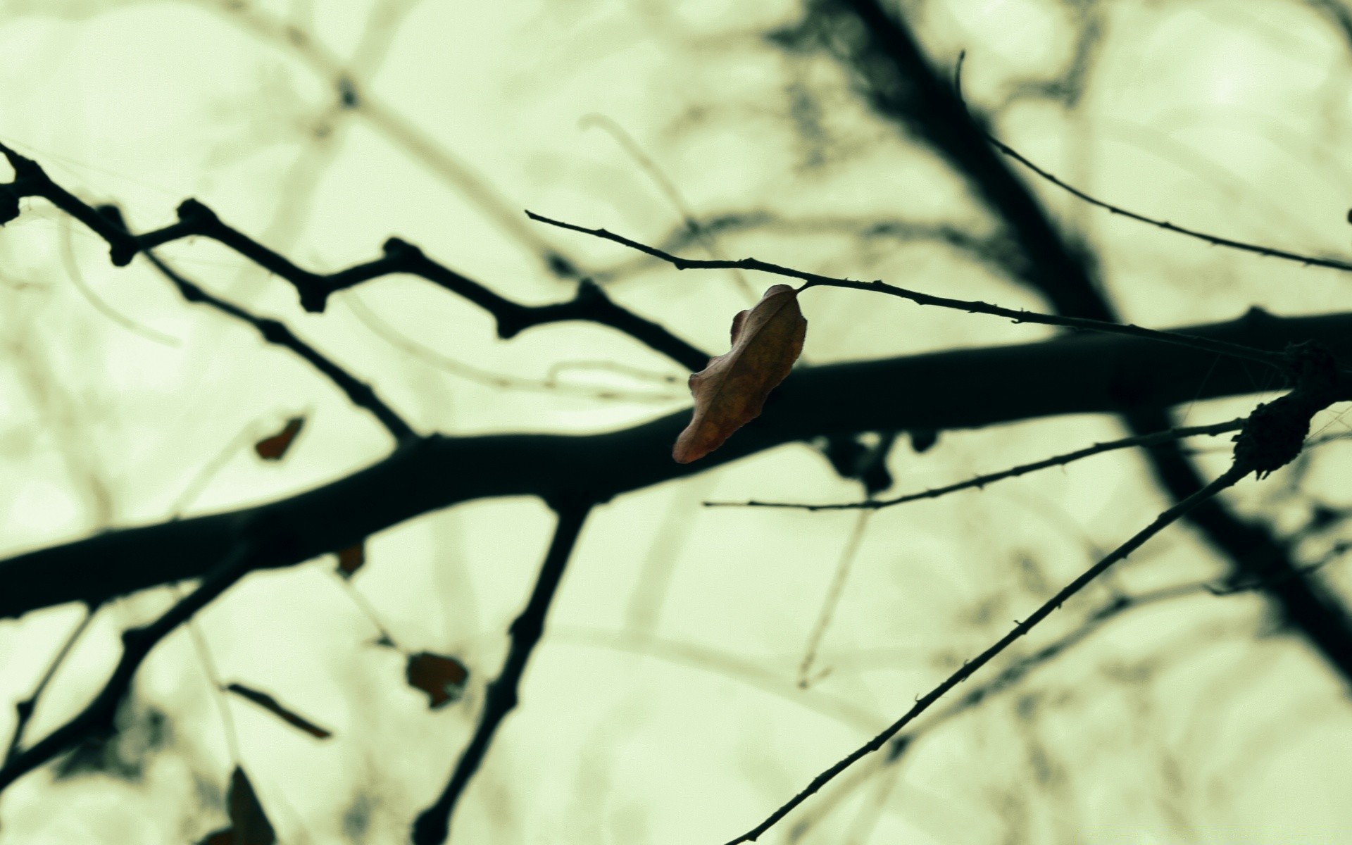 macro nature tree outdoors bird winter wood blur fall park season leaf light branch wildlife