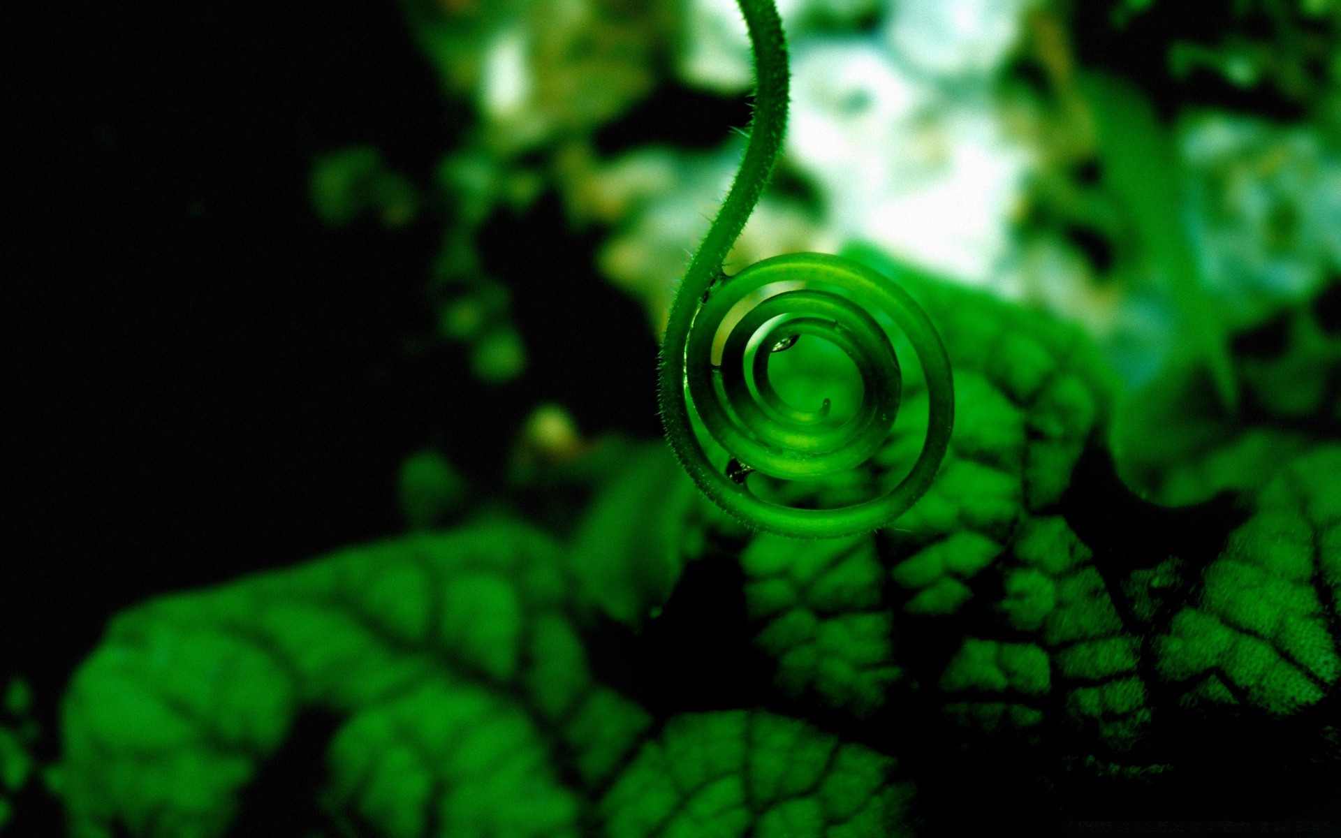 makro liści pulpit flora ogród natura spadek kolor żywności środowiska światła