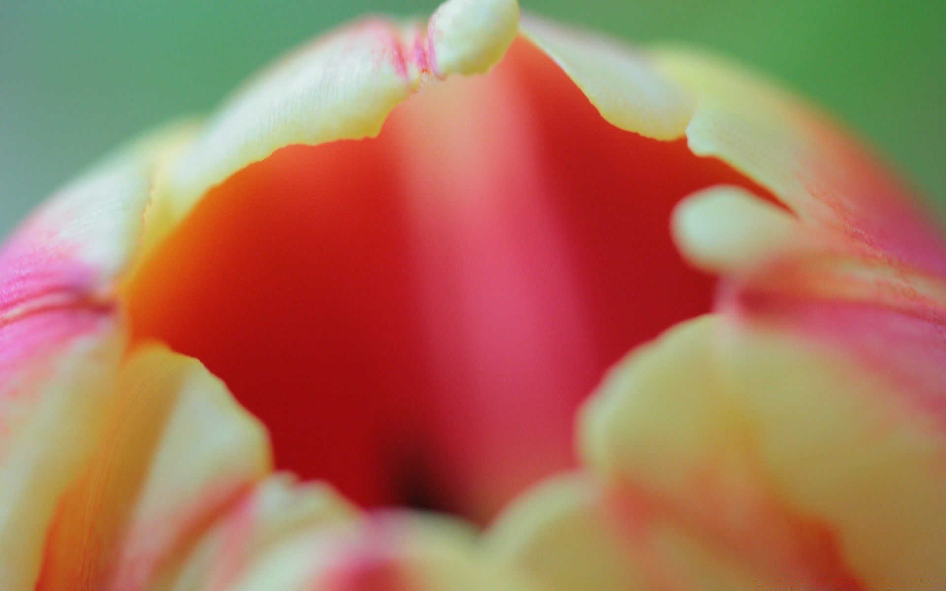 macro flor tulipán naturaleza jardín verano desenfoque pétalo floral color amor brillante delicado hoja flora bluming hermoso romance tropical rosa