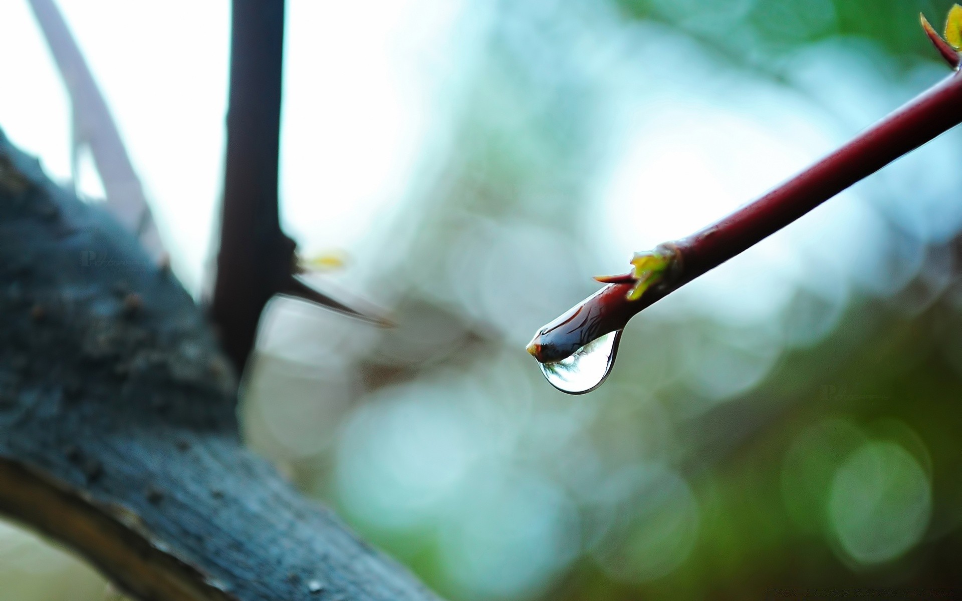 macro blur leaf nature rain wood water bird light outdoors dof garden flower tree color