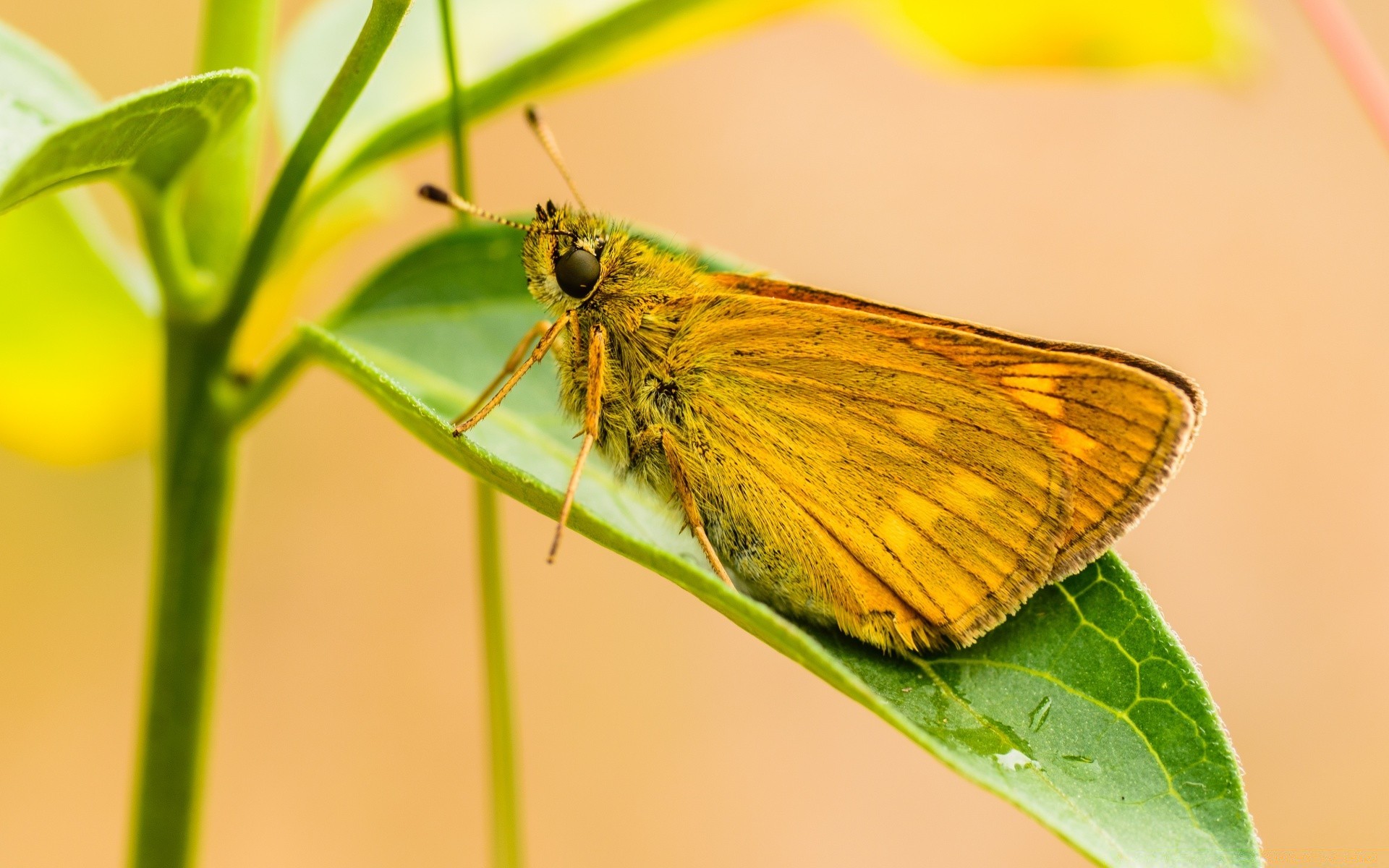 macro inseto borboleta natureza invertebrados folha asa mariposa biologia verão vida selvagem ao ar livre close-up gentil antena entomologia flora cor animal lepidoptera