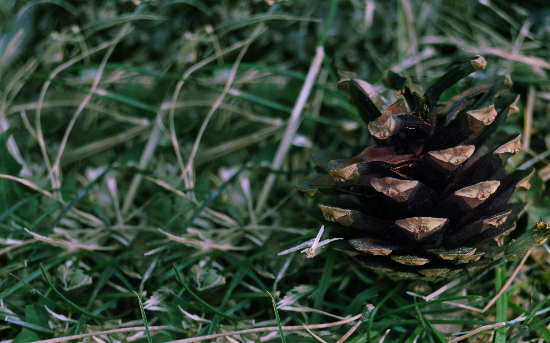 makroaufnahme baum natur blatt flora winter kiefer schließen desktop konisch holz farbe im freien saison evergreen gras nadeln