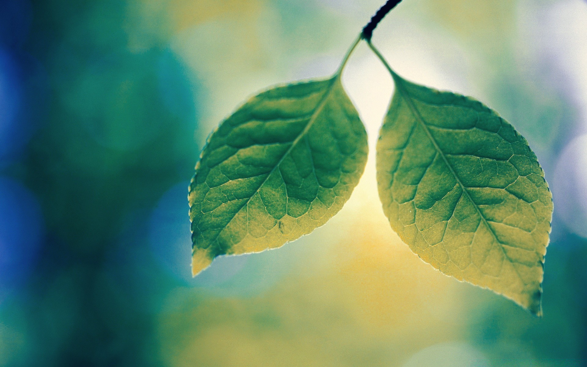 macro leaf nature flora growth