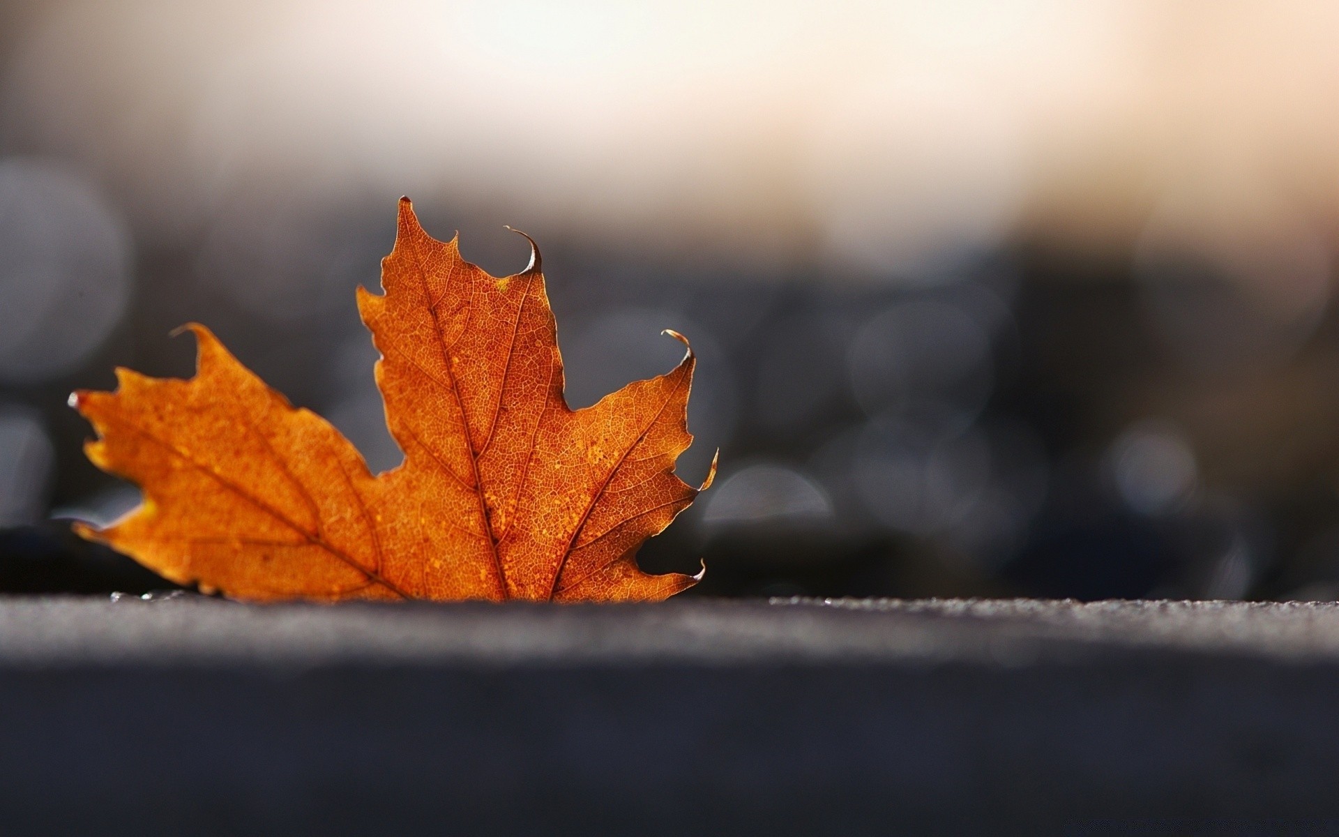 macro outono folha maple ao ar livre borrão natureza dof ainda vida madeira madeira luz inverno amanhecer bom tempo