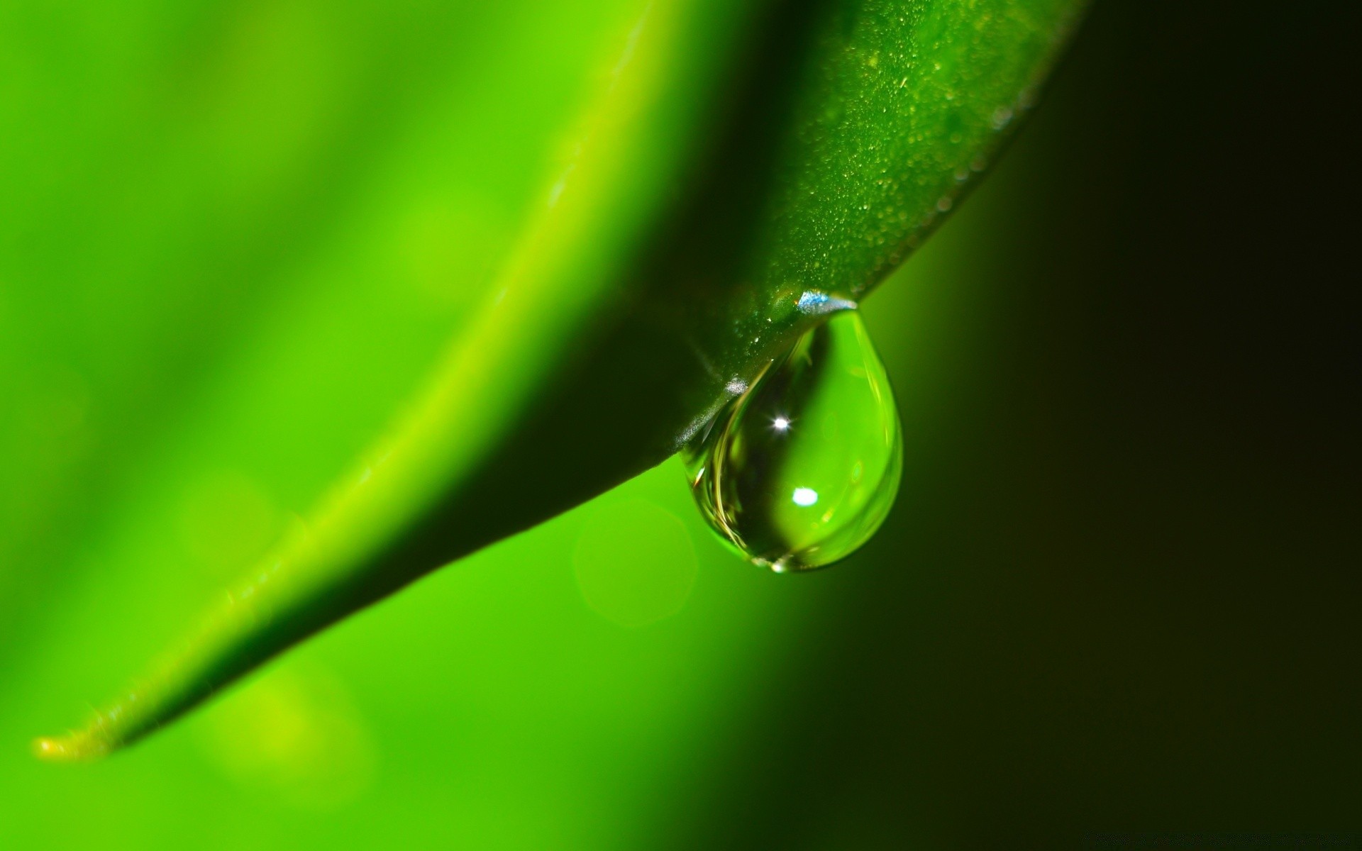 macro rugiada pioggia goccia foglia gocce flora gocce acqua natura bagnato pulizia giardino crescita colore ambiente dop waterdrop