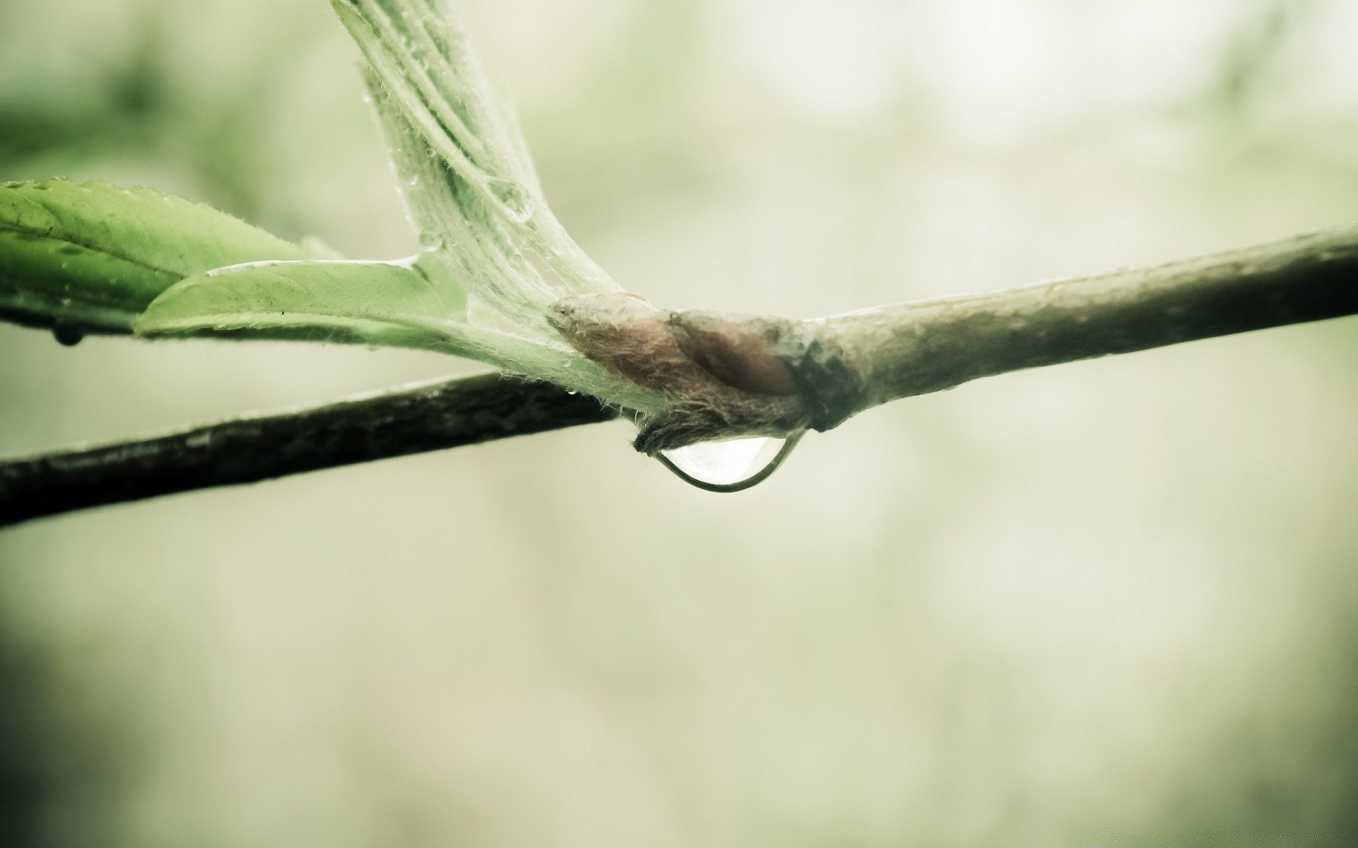 macro nature flora leaf close-up garden environment insect outdoors tree branch growth close desktop rain husk color daylight beautiful light