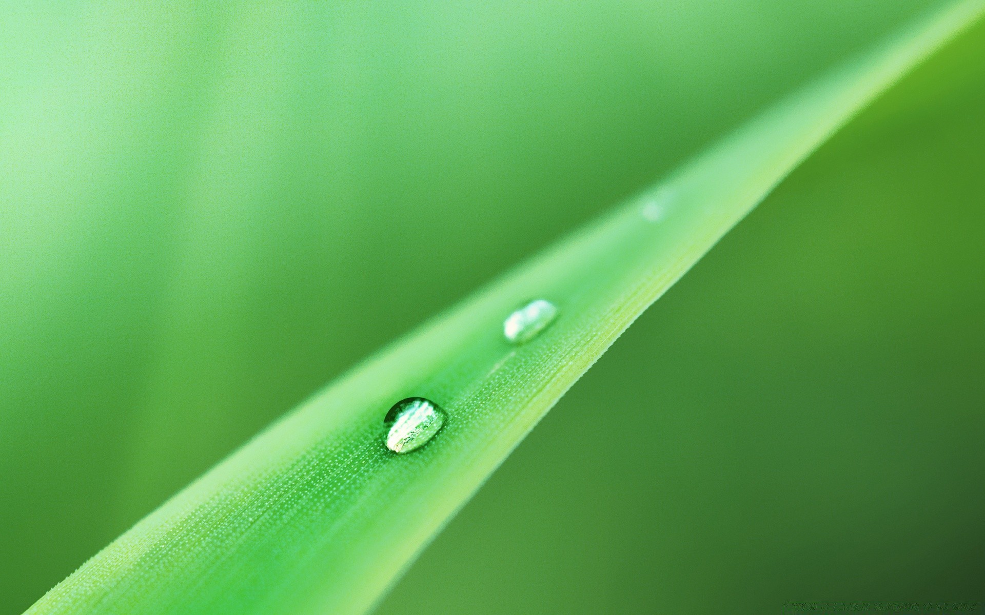 macro rocío lluvia hoja gota gotas gotas mojado limpio naturaleza crecimiento flora agua hierba jardín ecología limpio