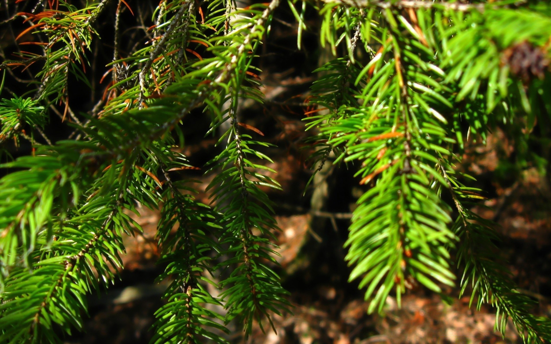 macro arbre evergreen hiver branche conifères noël sapin aiguille pin conifères épinette nature bois