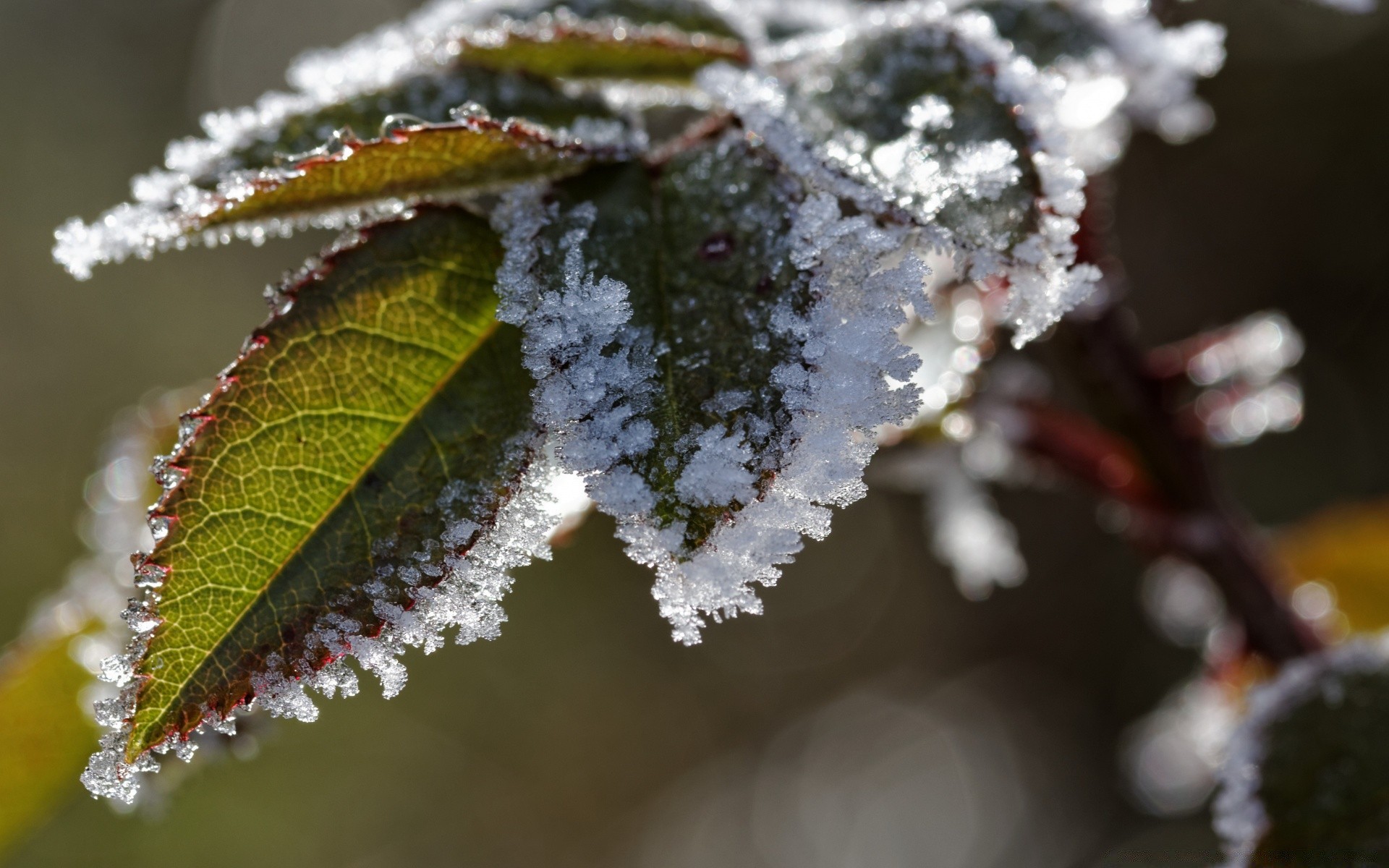 macro hiver gel feuille arbre nature à l extérieur branche neige flore froid saison glace bois congelés noël flou fleur gros plan automne