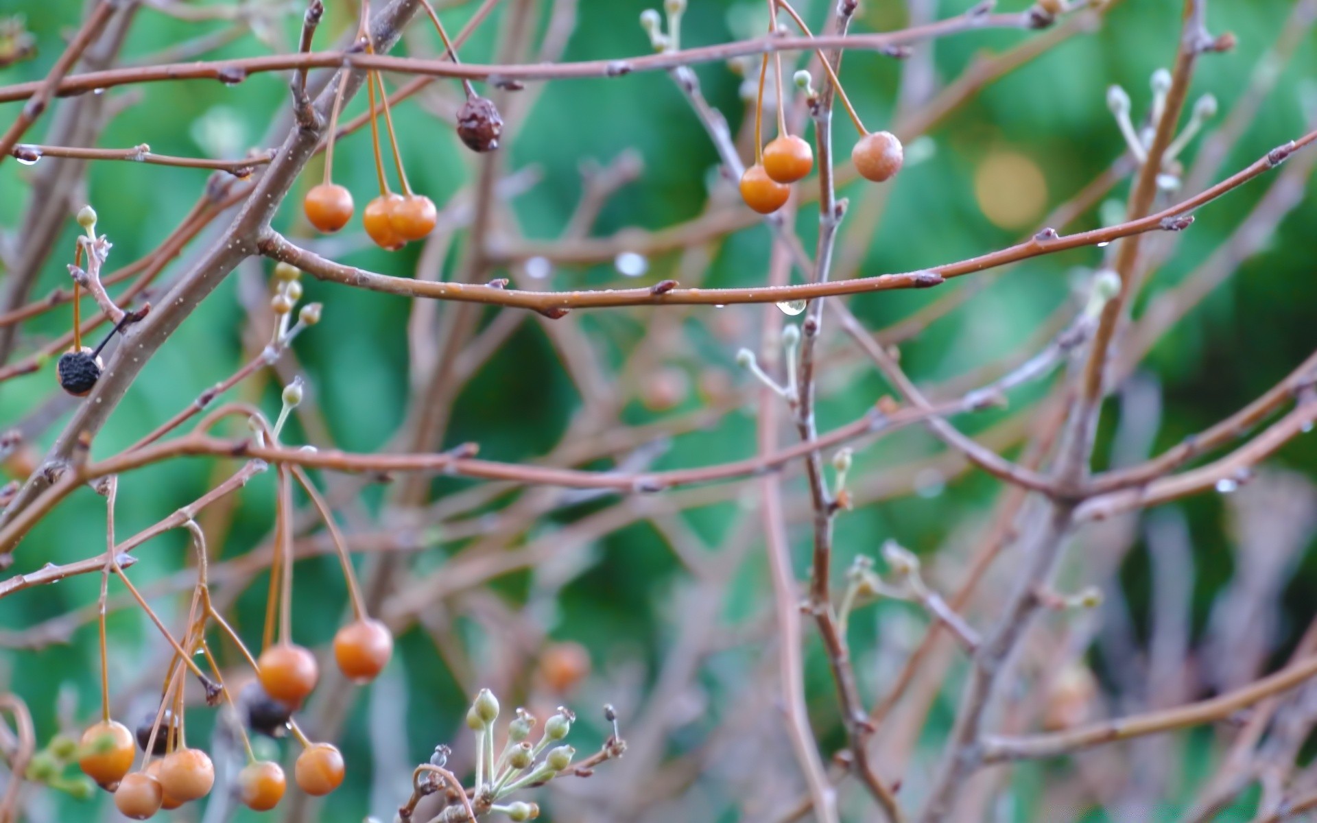 macro nature fruit leaf tree flora branch food outdoors