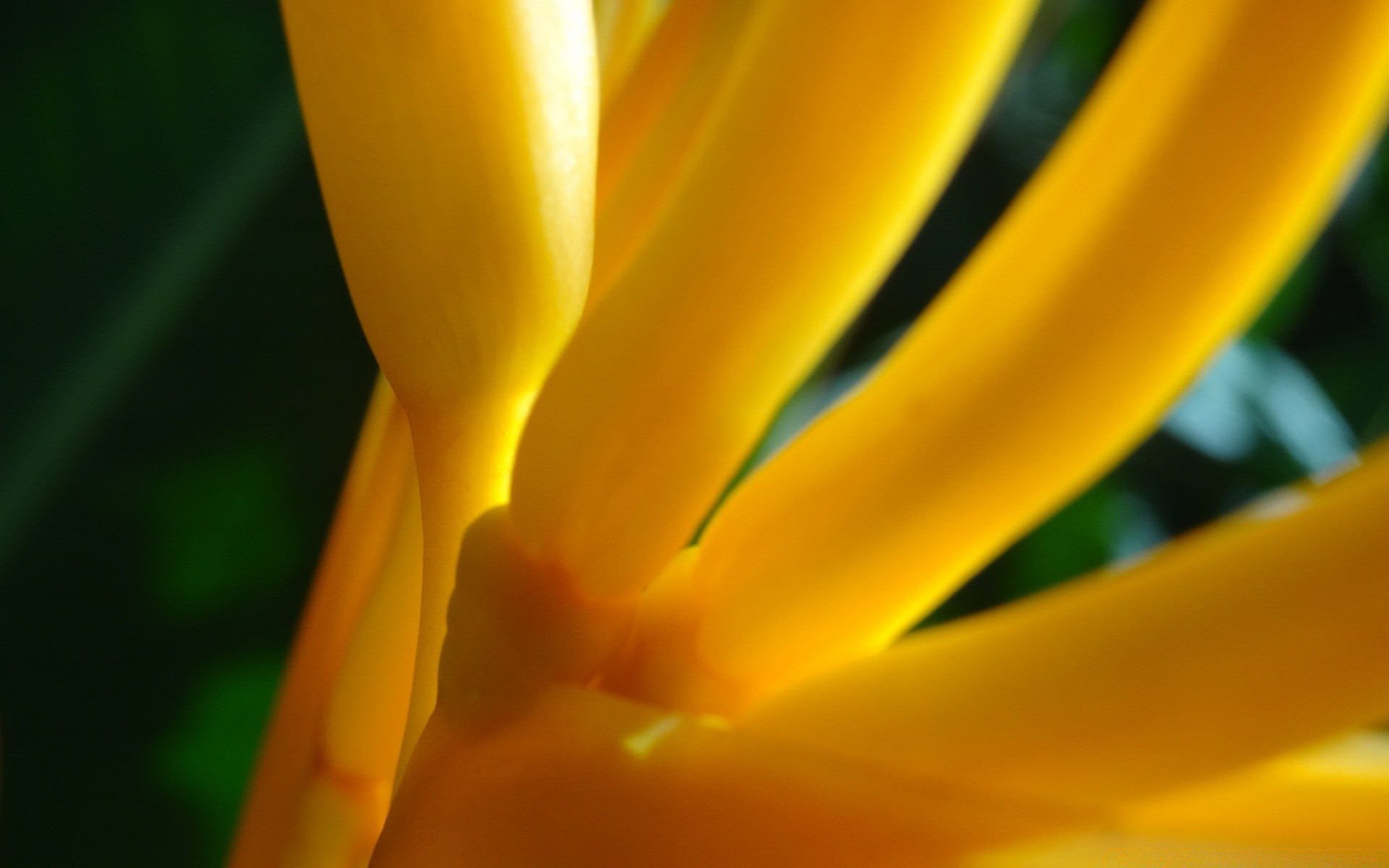 macro nature fleur lumineux à l extérieur couleur feuille flou été flore