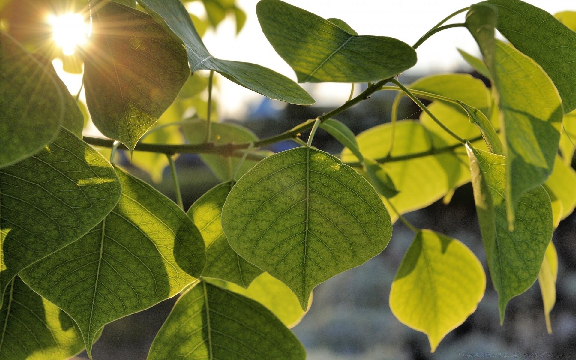 makro liść natura flora wzrost lato jasny oddział na zewnątrz ogród drzewo środowiska zbliżenie kolor dobra pogoda