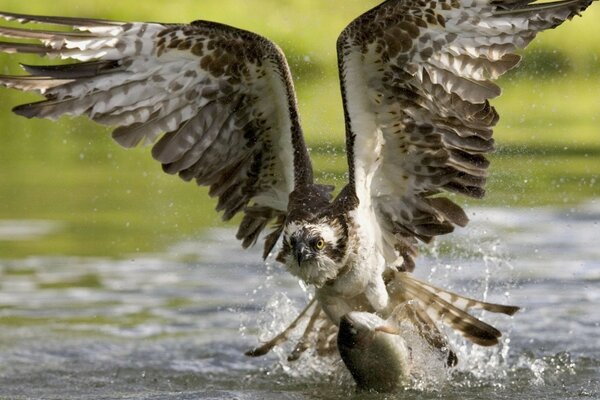 Wallpaper Wildlife Vogel im Flug