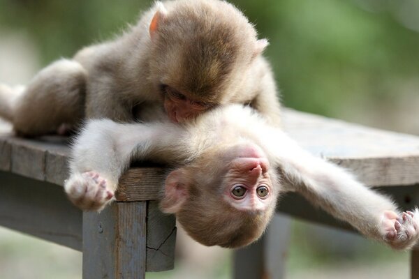 Dos monos lindos descansan los días de verano