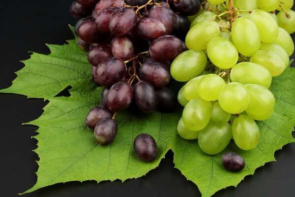 Grappes de raisins mûrs sur les feuilles