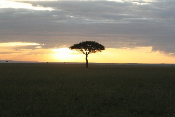 A deserted area with a lone tree