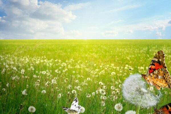 Schmetterlinge auf dem Feld mit Löwenzahn im Sommer