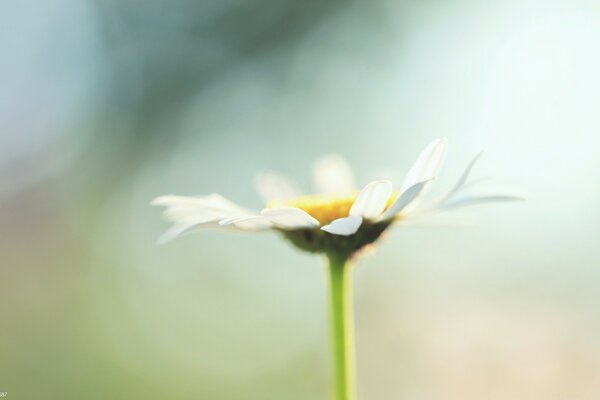 Delicate chamomile on a blurry background