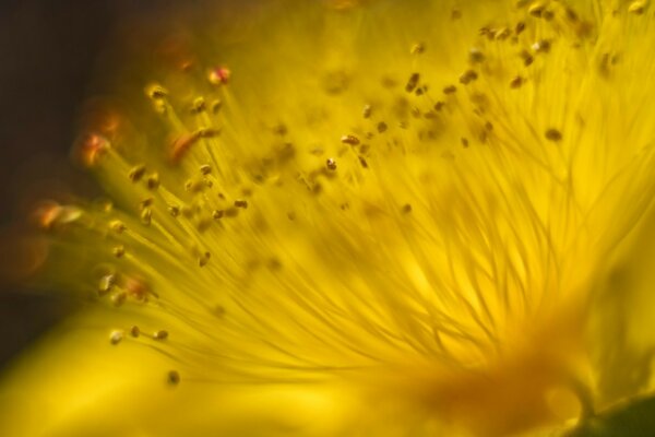 Flor desde dentro como nace una pequeña vida