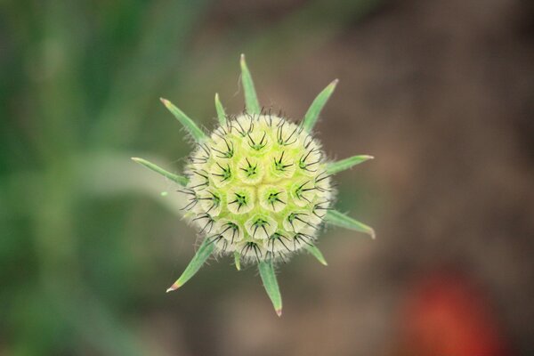 Macro photography of an unopened flower