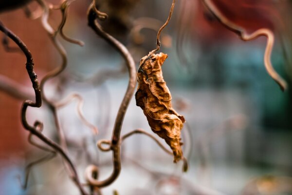 Dry leaves and stems of the plant