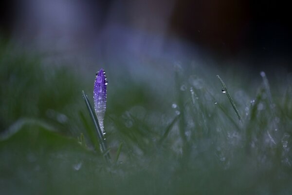 Photo of grass with morning dew in the dark