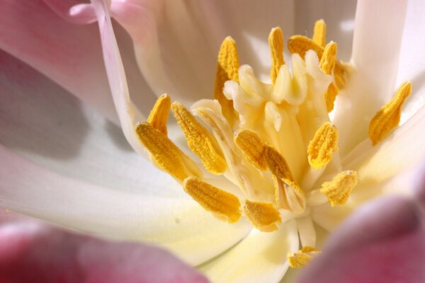 Macro photography of a saw blade flower and leaves