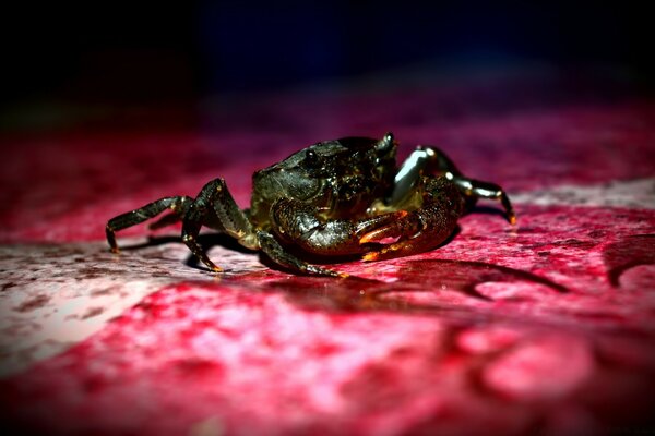 Sapo Selvagem close-up