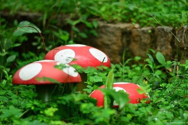 Natürliche Aufnahme von Garten, Blättern und Gras