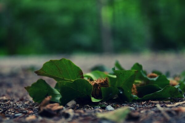 Green leaves on damp soil