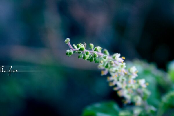 Fragrant flower on the desktop