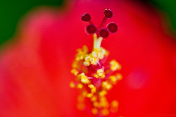 Hermosa flor roja macro