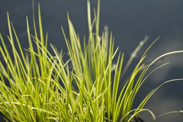 Nahaufnahme des grünen Grases am Morgen