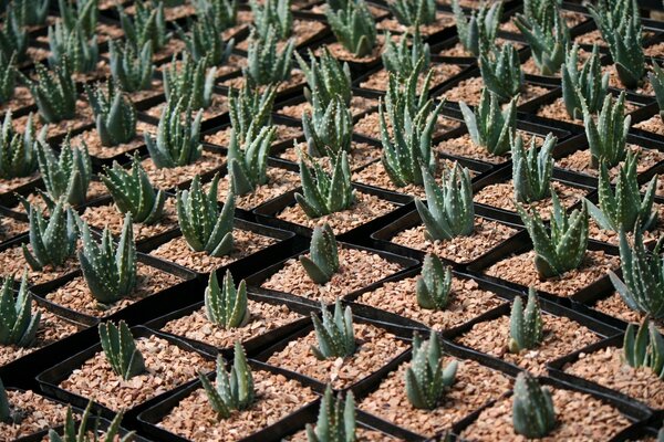 Cactus en pots lors de la prise de vue macro