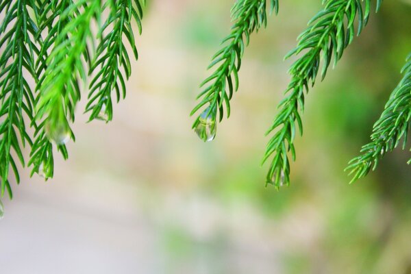 Spruce needles close-up