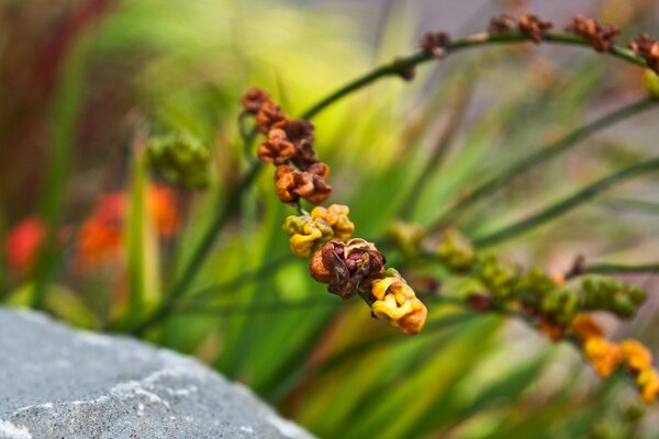 A beautiful sprig of a flower near a stone