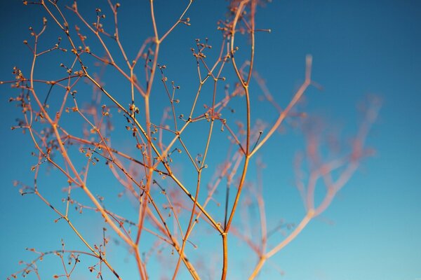 Ramas marrones del árbol. Brotes en la primavera de deeva