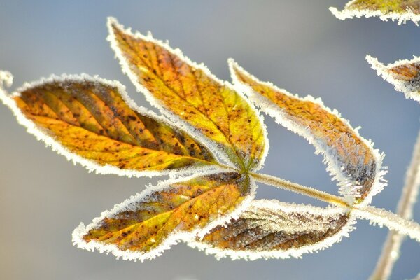 Yellow leaves under the first frost