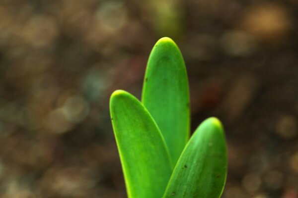 Germination de la plante verte