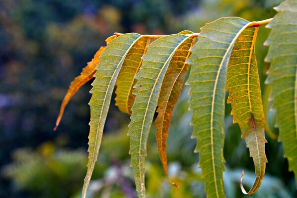 Folhas da árvore perto. Amarelo-verde