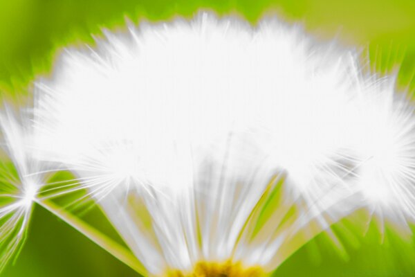 Diente de León blanco. Verano. Naturaleza