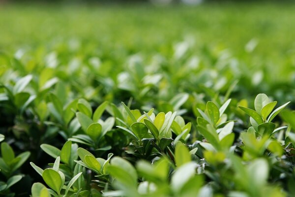 Green plants with small leaves. Lawn